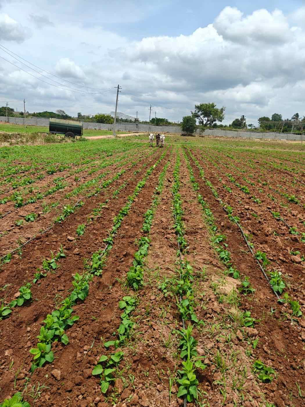 A bullock-drawn implement working between young edamame rows