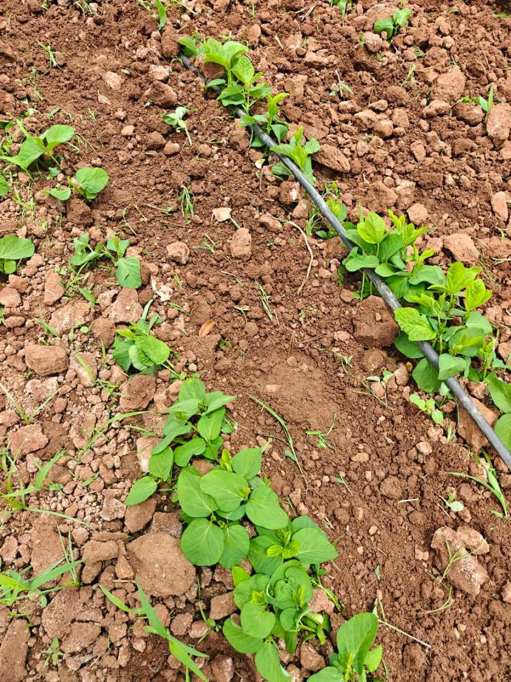 Close view of young edamame plants growing on Edamo's farm