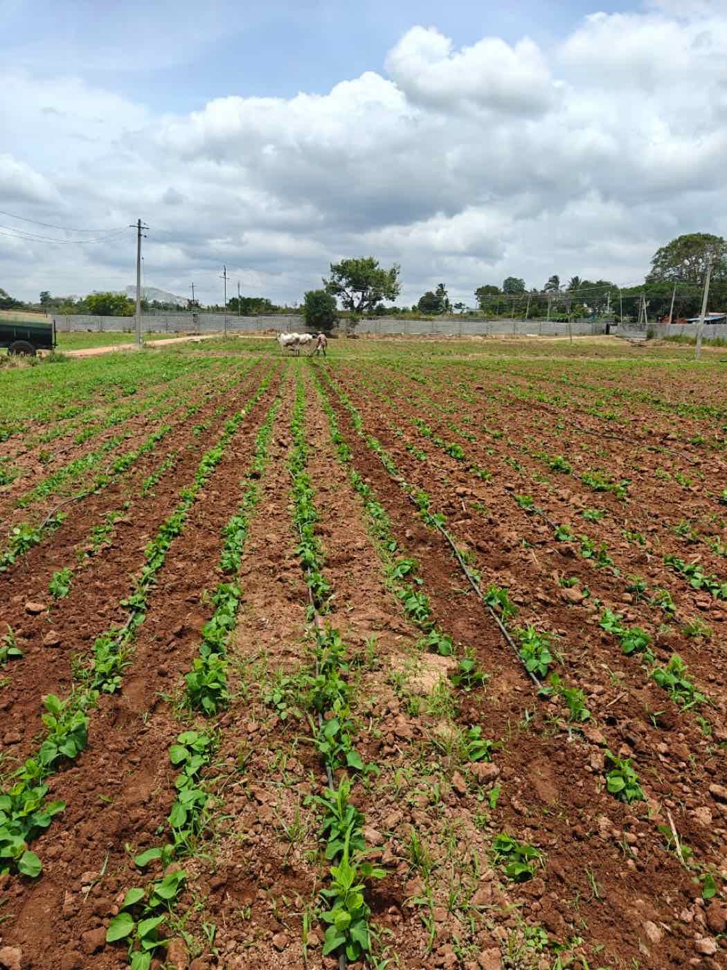 Young edamame rows under irrigation on Edamo's farm