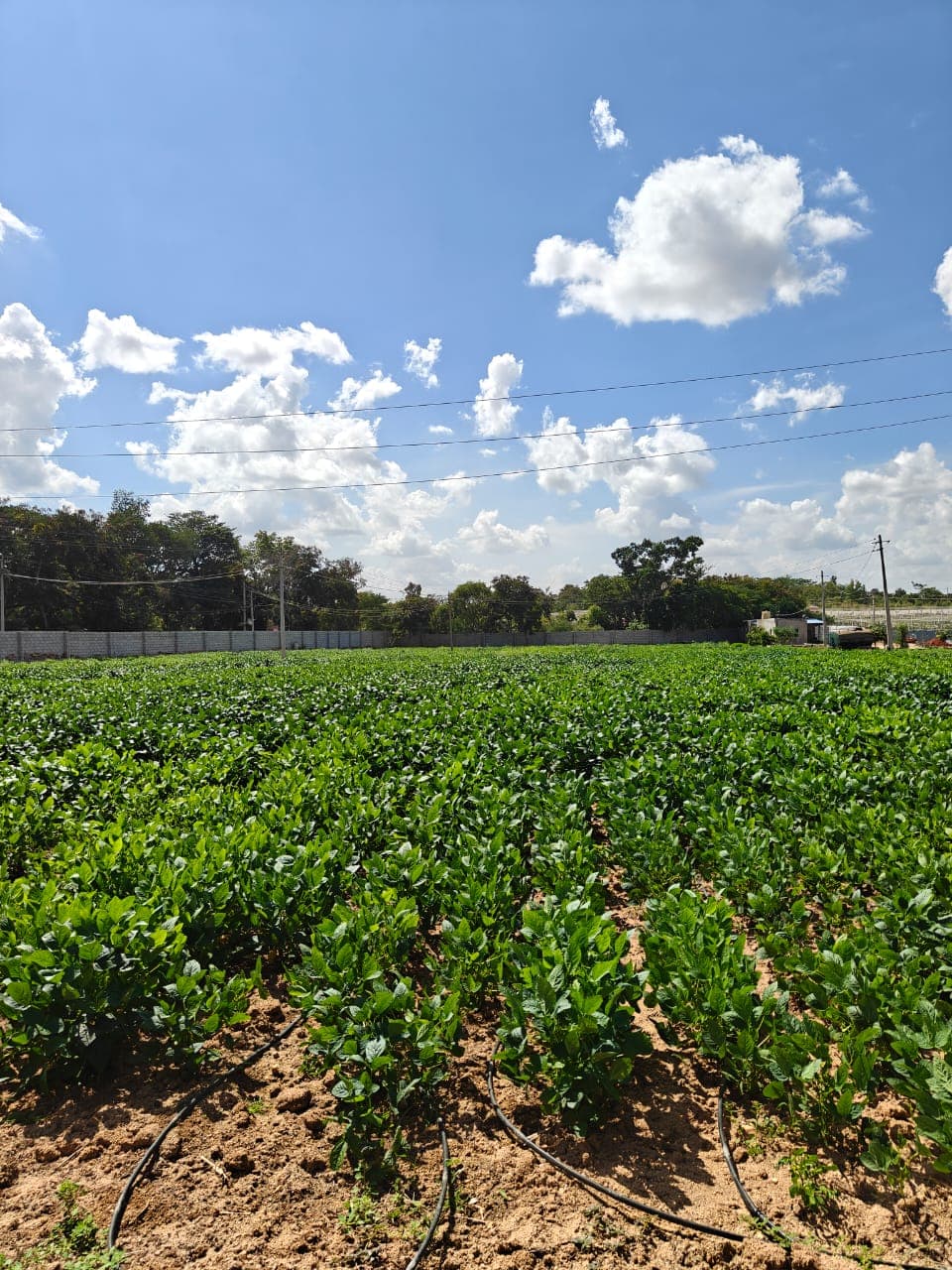 Edamo's green field near Bengaluru on 1 September 2026